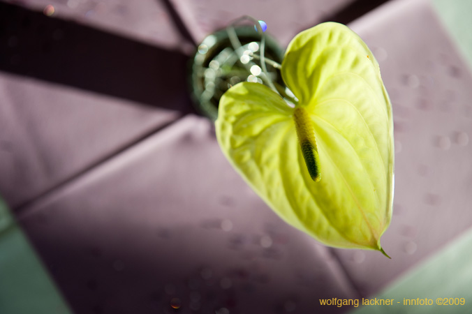 20090207_blumenschmu#3C3882