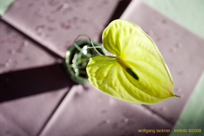 20090207_blumenschmu#3C3884