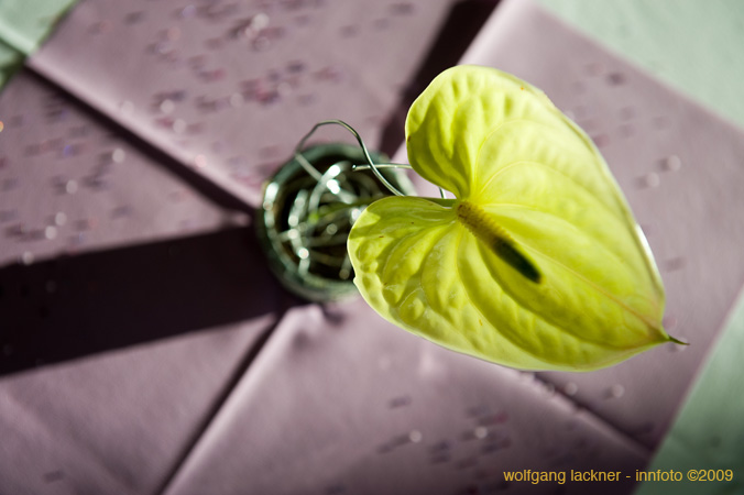 20090207_blumenschmu#3C3886