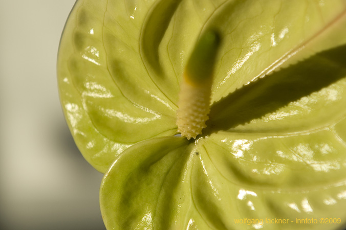 20090207_blumenschmu#3C3888