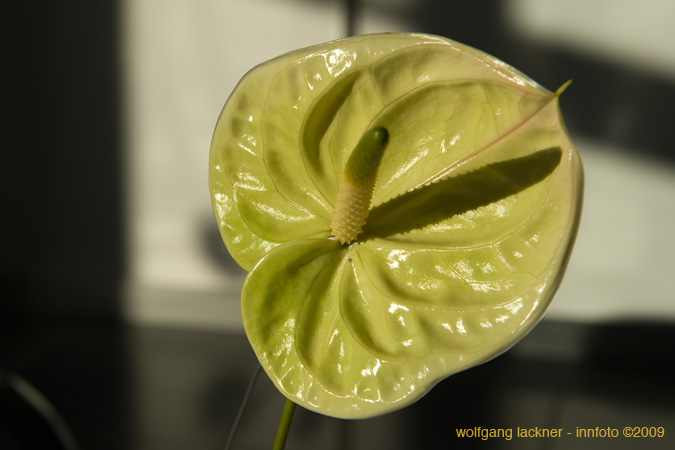 20090207_blumenschmu#3C388A