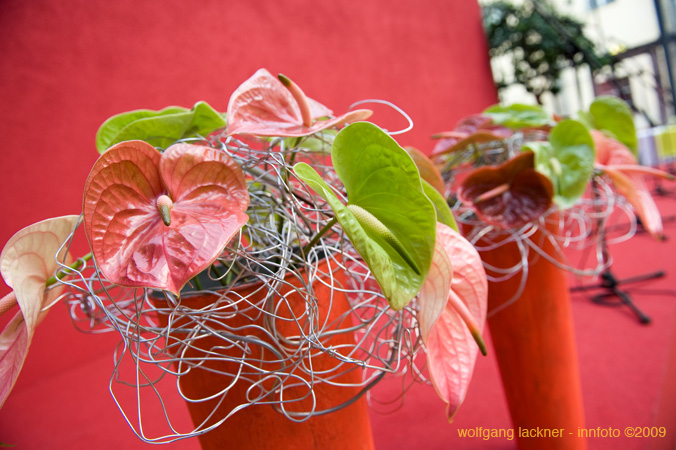 20090207_blumenschmu#3C389A