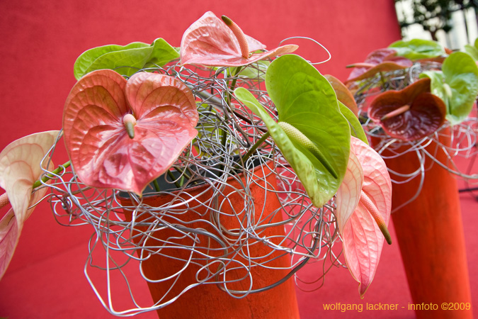 20090207_blumenschmu#3C389C