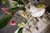 20090207_blumenschmu#3C382B