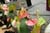 20090207_blumenschmu#3C384B
