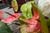 20090207_blumenschmu#3C384F