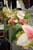 20090207_blumenschmu#3C3854