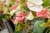 20090207_blumenschmu#3C3858