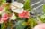 20090207_blumenschmu#3C385C