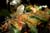 20090207_blumenschmu#3C386C