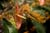 20090207_blumenschmu#3C386E