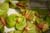 20090207_blumenschmu#3C3872