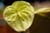 20090207_blumenschmu#3C3876