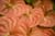 20090207_blumenschmu#3C3878