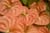20090207_blumenschmu#3C387A