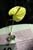 20090207_blumenschmu#3C387C