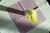 20090207_blumenschmu#3C3880