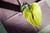 20090207_blumenschmu#3C3882