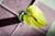 20090207_blumenschmu#3C3884