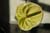 20090207_blumenschmu#3C388A