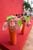 20090207_blumenschmu#3C3894