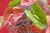 20090207_blumenschmu#3C38A0