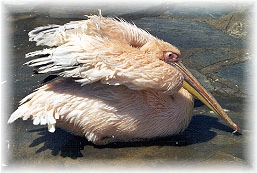 Pelikan bei der Koerperpflege