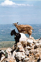 Ziegen bei Kato Zakros auf Kreta