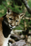 puma2.gif (14487 Byte)