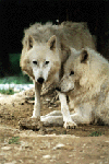 pwolf2.gif (13143 Byte)