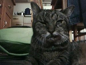 catcam.wordpress.com