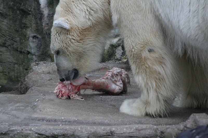 Eisbaer in Schoenbrunn 1.jpg