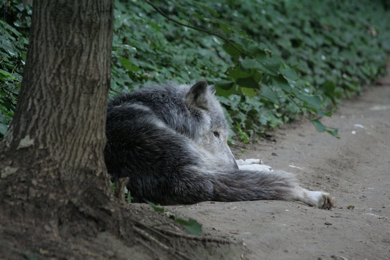 fauler Wolf in Schoenbrunn.jpg