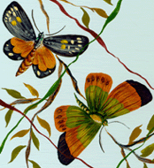 Schmetterling