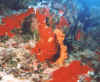 Anglerfisch ( Rot )