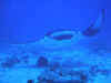 Manta