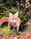 Fuchs