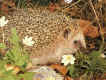 Igel