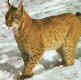 Luchs