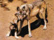 Wolf mit Jungen