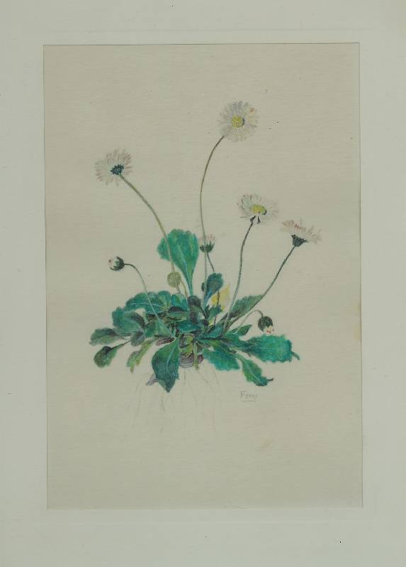 Sonstige_018 Gänseblümchen<br><p><br>Wasserfarben, 11 x 16 cm