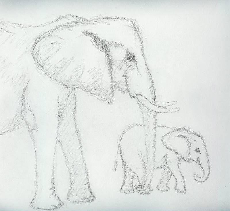 Elefant_01 Elefant 1<br><p><br>Bleistift auf Papier