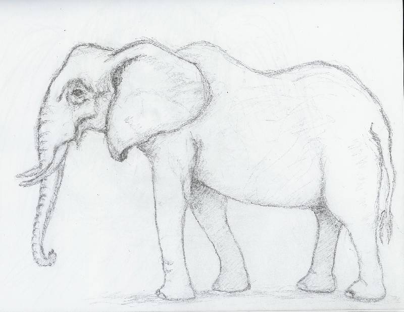 Elefant_03 Elefant 3<br><p><br>Bleistift auf Papier