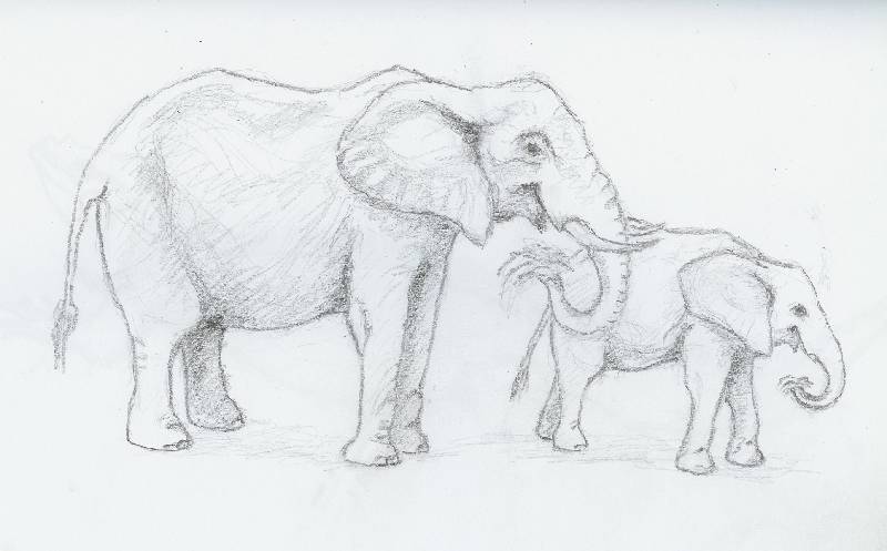Elefant_04 Elefant 4<br><p><br>Bleistift auf Papier