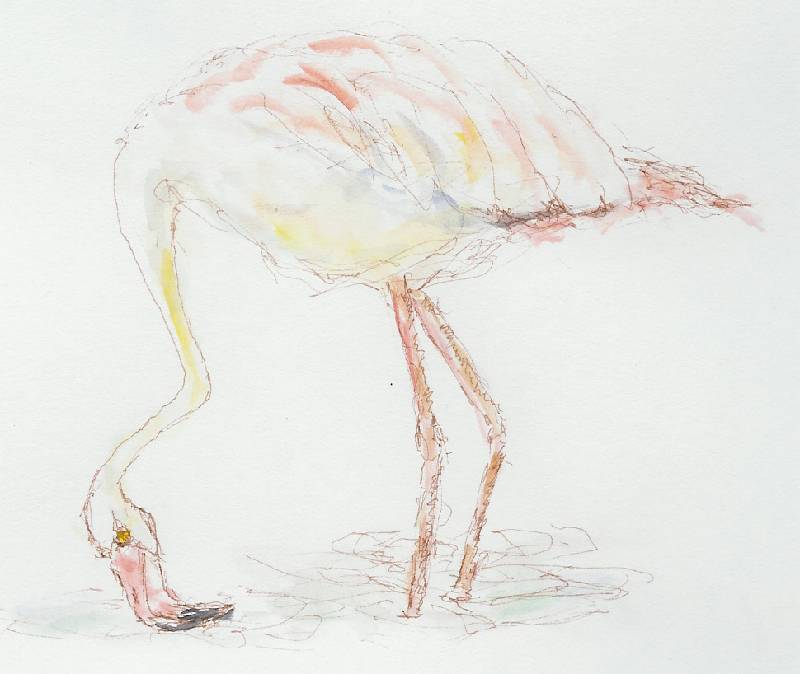 Flamingo_01 Flamingo 1<br><p><br>Bleistift und Kreide auf Papier