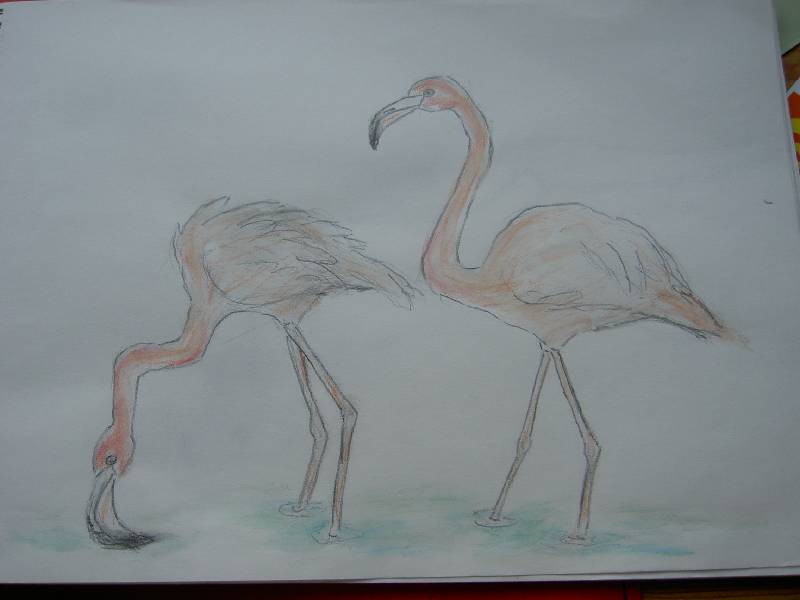 Flamingo_02 Flamingo 2<br><p><br>Bleistift und Kreide auf Papier