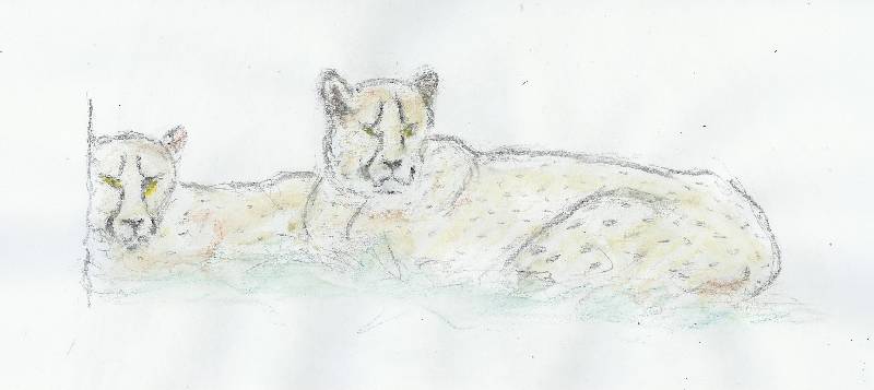 Gepard_01 Gepard 1<br><p><br>Bleistift und Kreide auf Papier