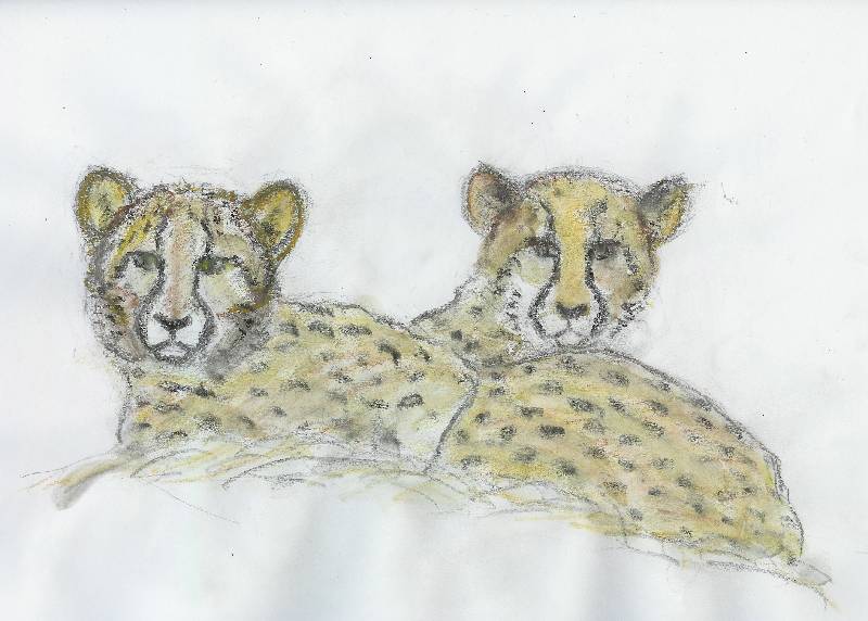 Gepard_02 Gepard 2<br><p><br>Bleistift und Kreide auf Papier