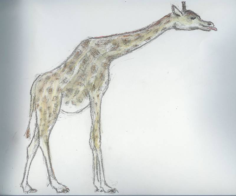 Giraffe_01 Giraffe 1<br><p><br>Bleistift und Kreide auf Papier
