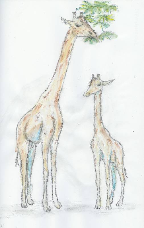 Giraffe_02 Giraffe 2<br><p><br>Bleistift und Kreide auf Papier